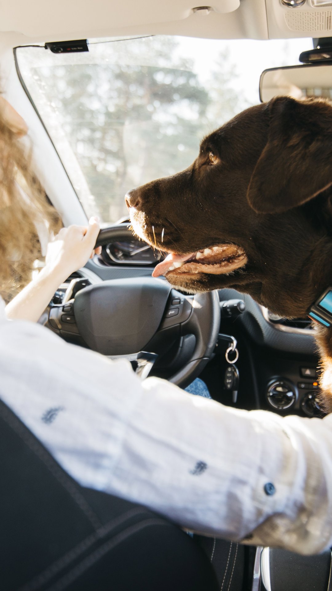 Como preparar seu cachorro ou gato para viajar com segurança