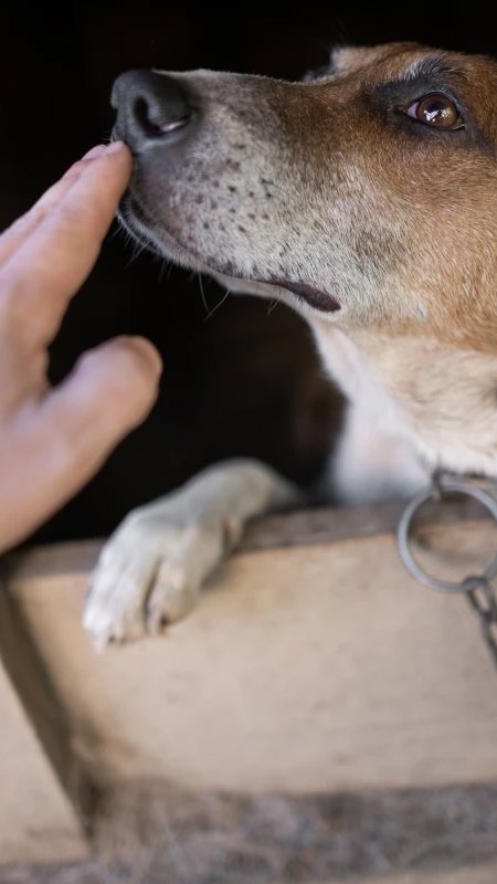 São Paulo proíbe acorrentamento de cães e gatos e uso de enforcadores