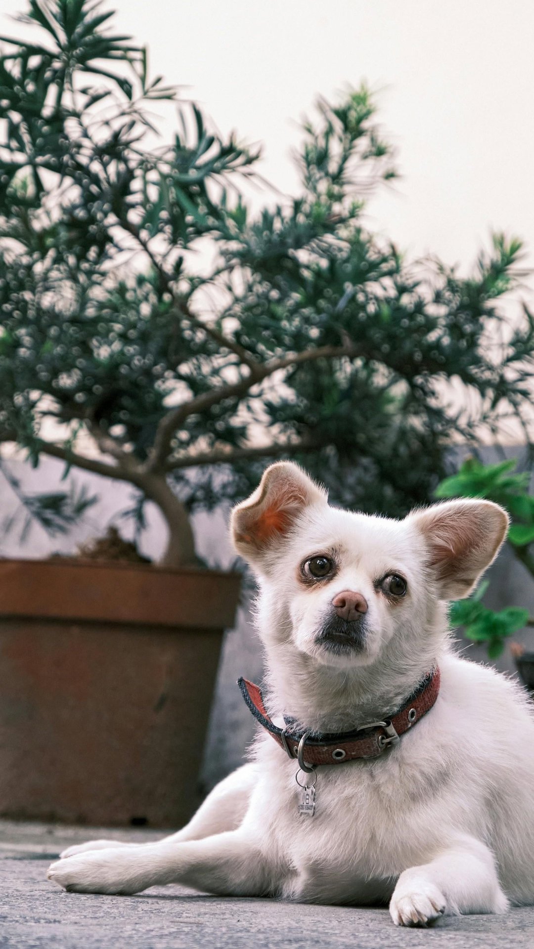 Passeio com pet? Saiba quais plantas são tóxicas para animais