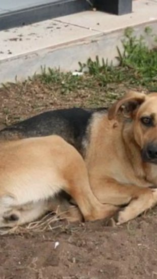 Homem é preso em flagrante após polícia encontrar cães feridos, animal morto e cenário de extrema crueldade em Sepetiba