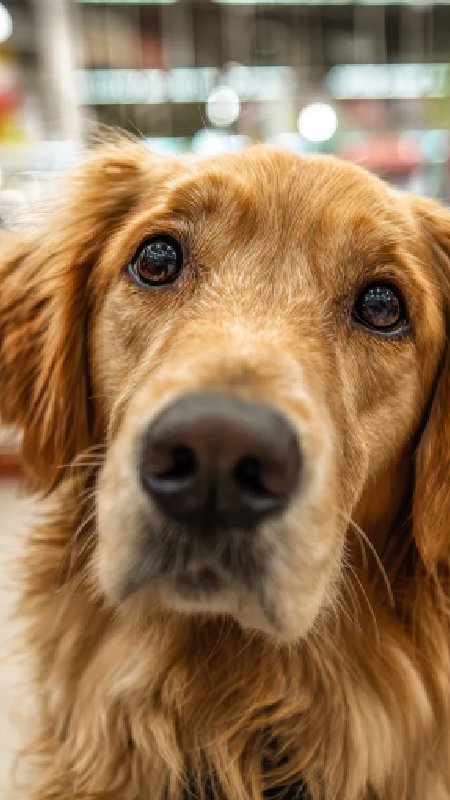 Mercado pet da Argentina ganha força com retomada do consumo e premiumização