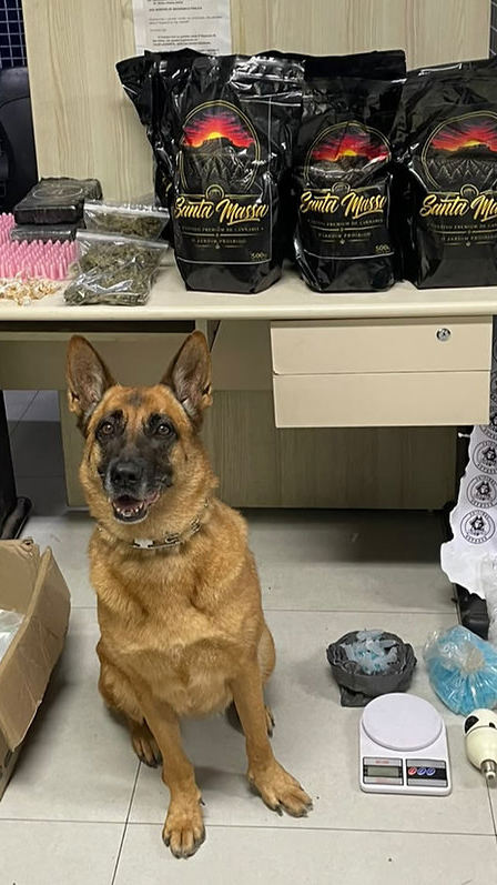 Cão farejador da PM encontra drogas, munições e equipamentos em imóvel de Vila Velha