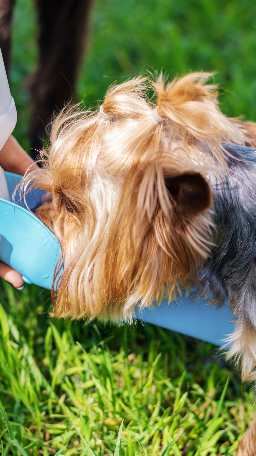 Baixo nível de ingestão de água pode abalar saúde renal de pets; entenda