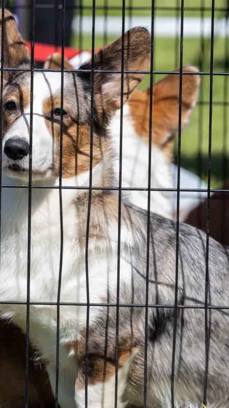 Venda de cães e gatos entra no radar do Congresso Nacional