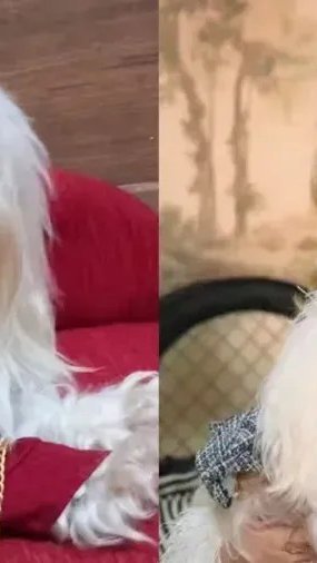 "Quem Ama Cuida": o que é o maltês albino, raça da cadela de Pilar
