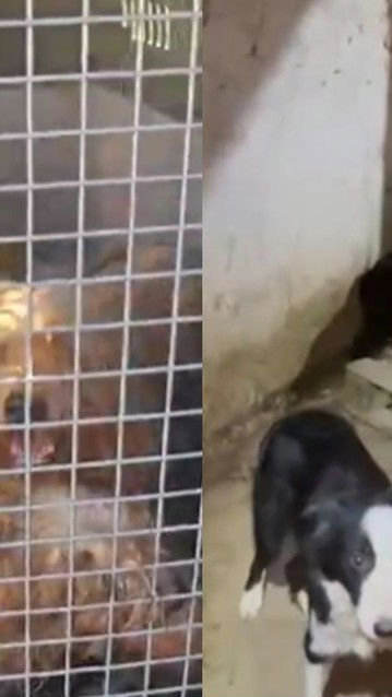 Canil clandestino é fechado e mais de 20 cães de raça são resgatados em situação de maus-tratos