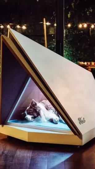 Ford desenvolve casinha com isolamento acústico para proteger pets do barulho dos fogos
