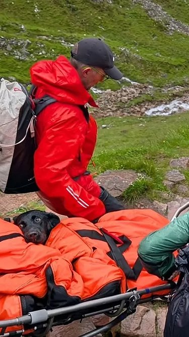 Labradora é resgatada no ponto mais alto do Reino Unido após suspeita de ingerir maconha durante trilha