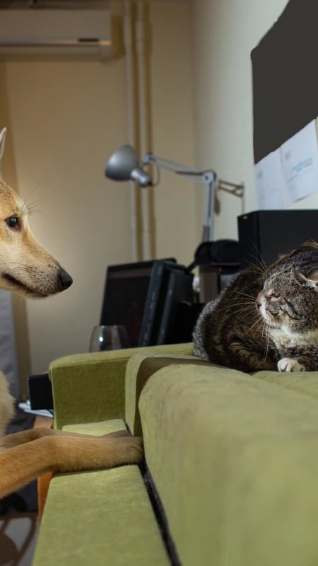 Mapa de cães e gatos revela diferenças regionais no mercado pet brasileiro