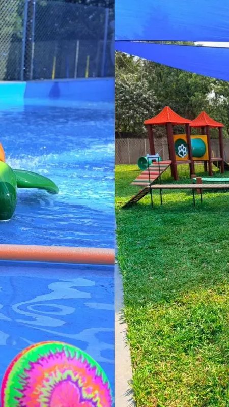 Parque de diversões para pets surge como novo empreendimento em São Paulo