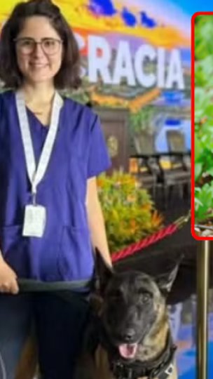 Cão que atacou veterinária no Senado é afastado das atividades e passará por exames