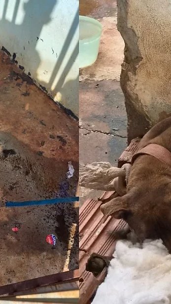 Pitbulls são resgatados em estado crítico de desnutrição e tutor é preso por maus-tratos em Londrina