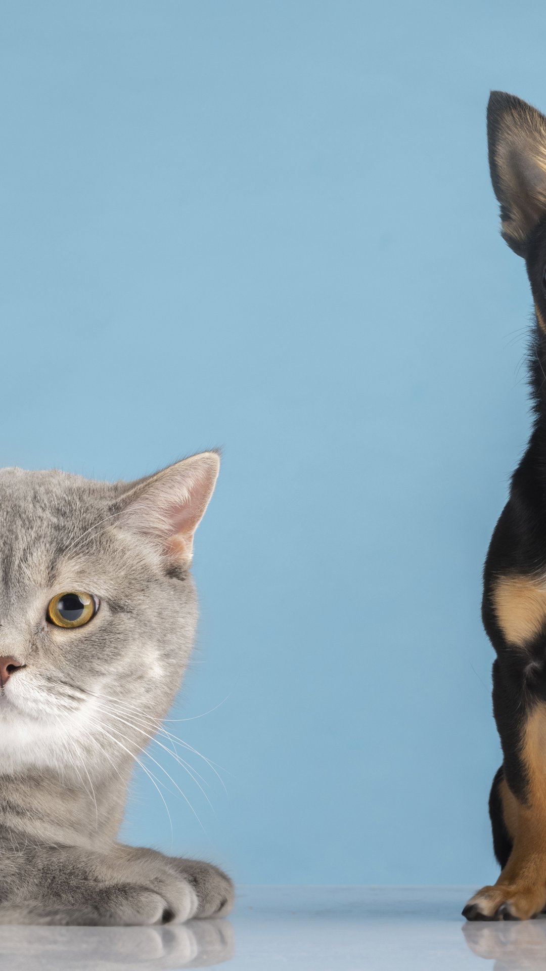 Brasil é 3º país com mais pets e setor prevê faturar R$ 81 bilhões em 2026