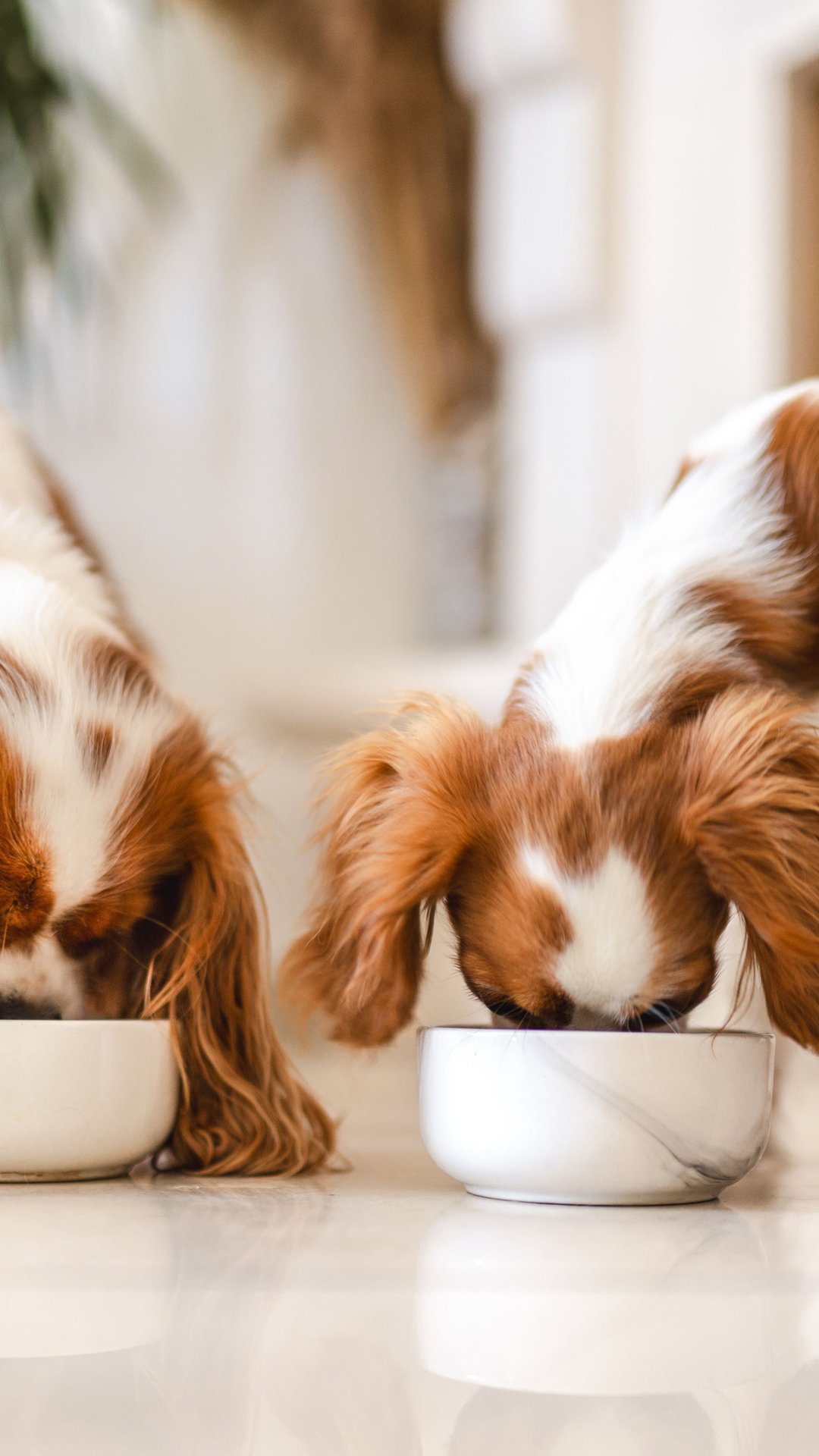 Pets podem comer chocolate? Alimento oferece risco a cães e gatos