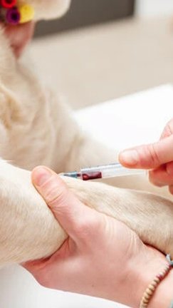 Curitiba pode regulamentar doação de sangue animal e criar multas de até R$ 100 mil