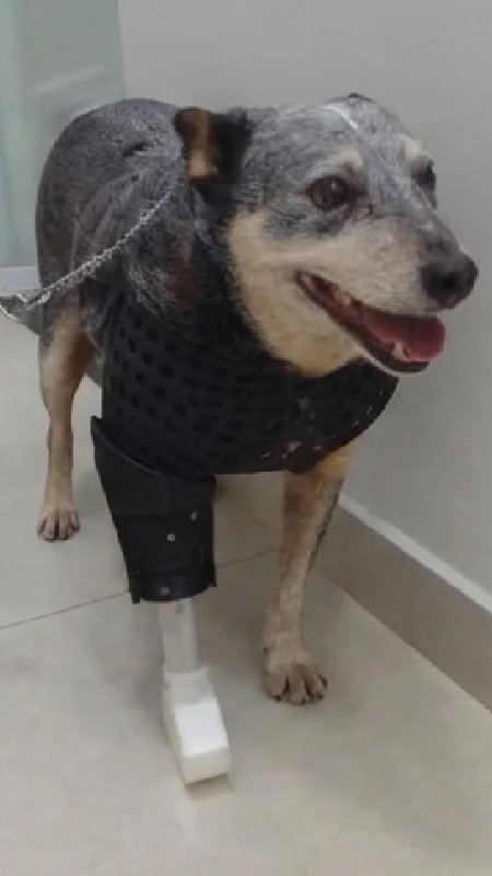 Projeto une medicina veterinária e impressão 3D para criar próteses sob medida