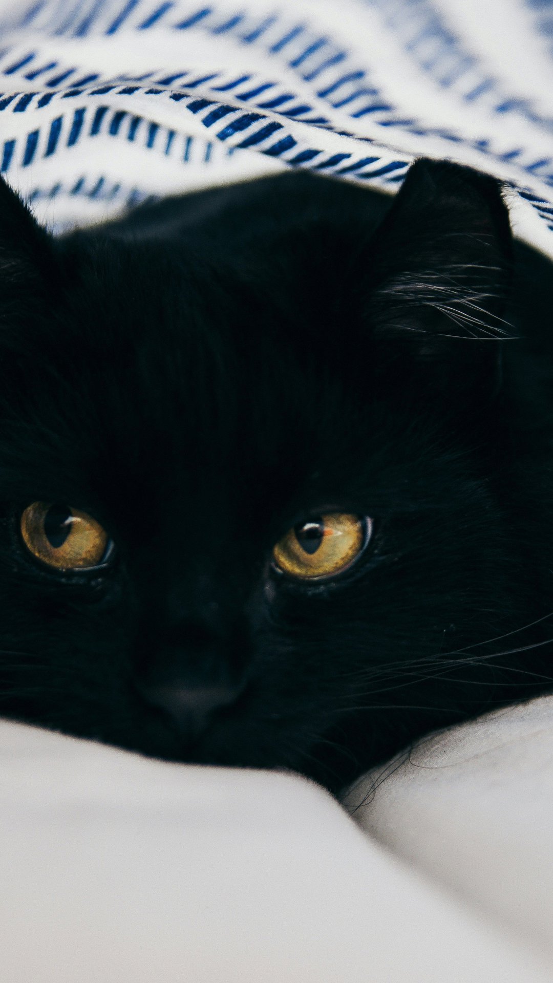 Campanha especial combate preconceito contra pets pretos e mobiliza atriz