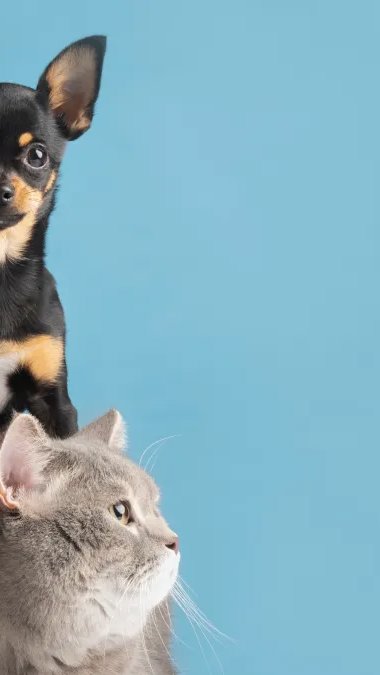 Conveniência acelera avanço do delivery no mercado pet brasileiro