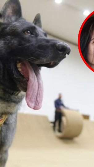 Contratos do canil do Senado revelam falhas após ataque que matou veterinária