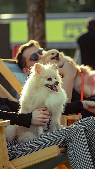 Festival Pet retorna a São Paulo com programação gratuita voltada ao bem-estar animal