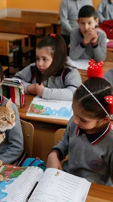 Gato vira “aluno” e conquista sala de aula após invadir escola na Turquia