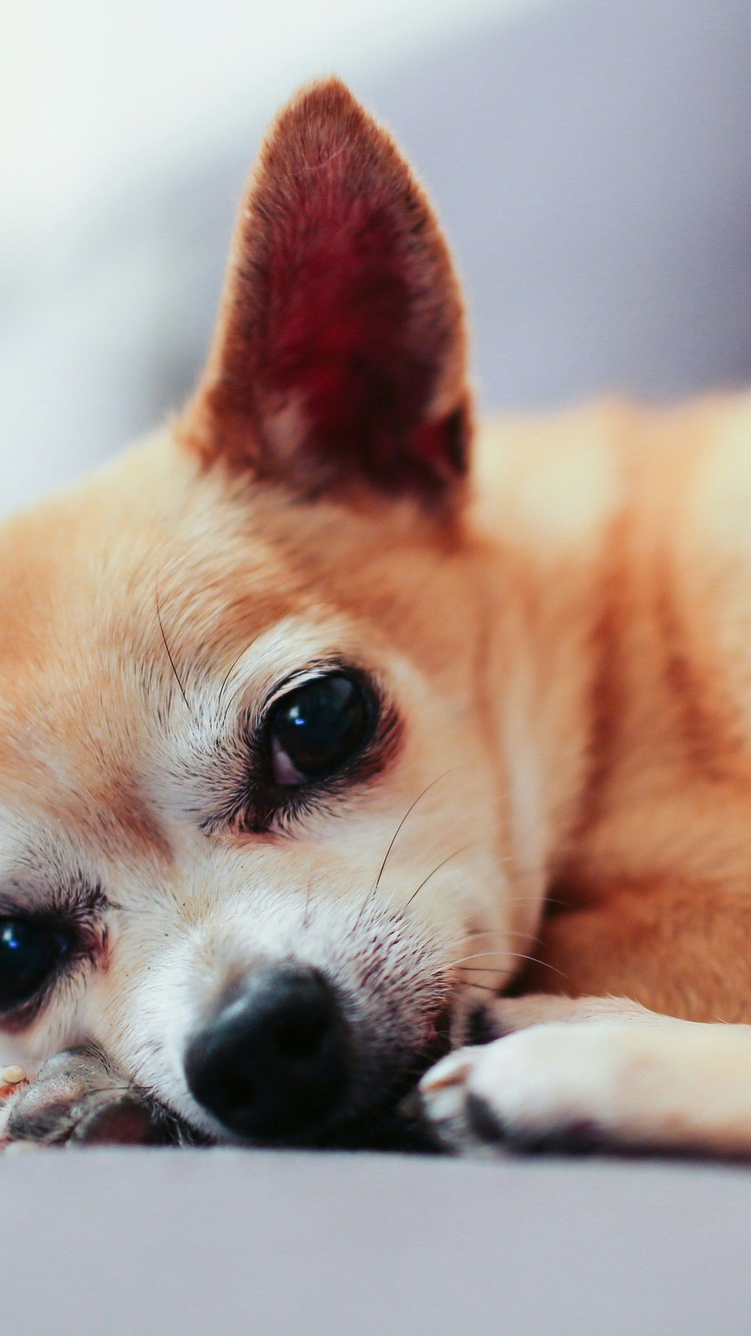 Projeto pode permitir enterro de pets junto aos tutores em Porto Alegre