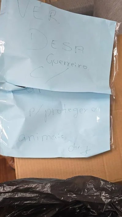 "Achei que era uma doação": Caixa com cachorro morto é enviada a vereadora defensora dos animais e caso é investigado como ameaça