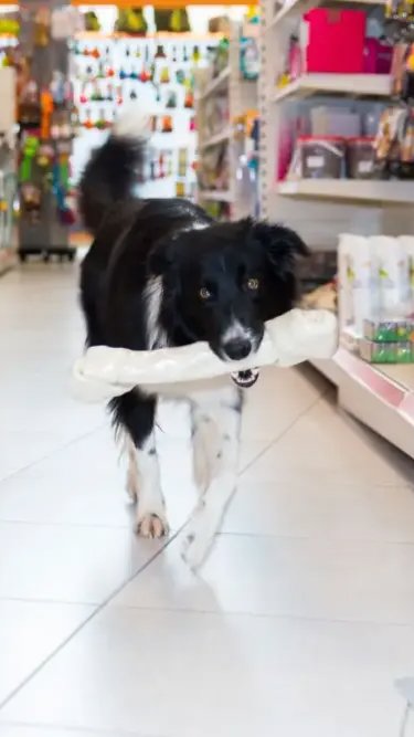 Desintermediação no mercado pet ganha força