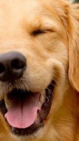 Lei Joca: Senado aprova projeto sobre transporte de pets em aviões