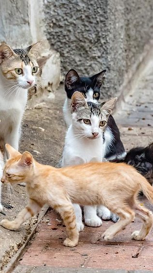 Campinas confirma primeiro caso de raiva em gato em uma década e faz busca por pessoas que tiveram contato com o animal