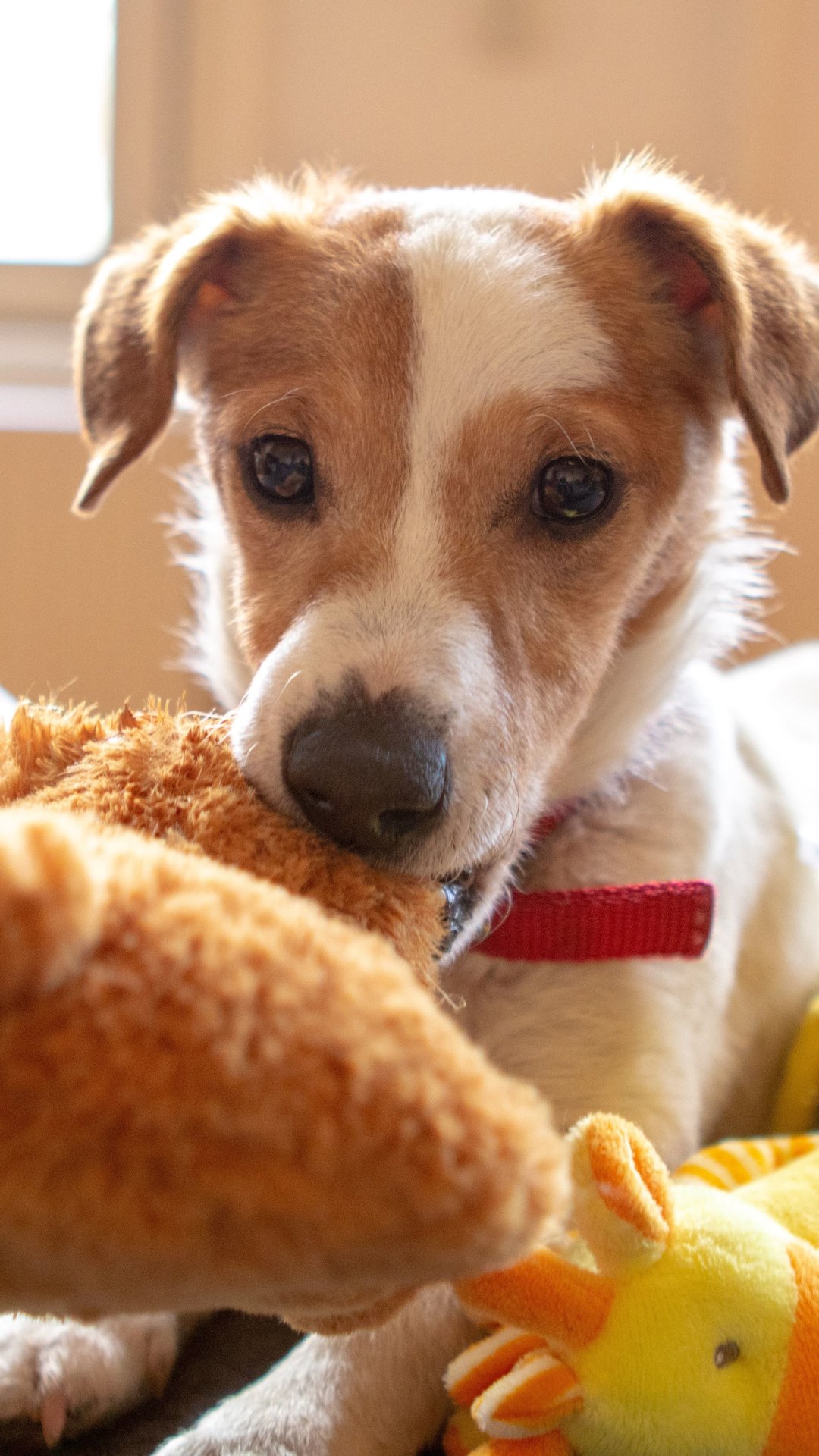O que muda para os pets durante as férias escolares