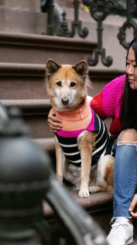 Cinco modelos do varejo pet chinês que podem inspirar o mercado brasileiro