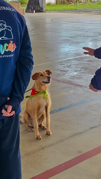 Adolescentes transformam vidas ao adestrar cães resgatados que esperam por uma nova família