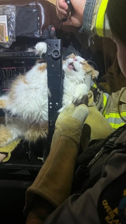 "Plano de fuga" dá errado: gato acima do peso fica preso em cadeira ao tentar escapar do veterinário