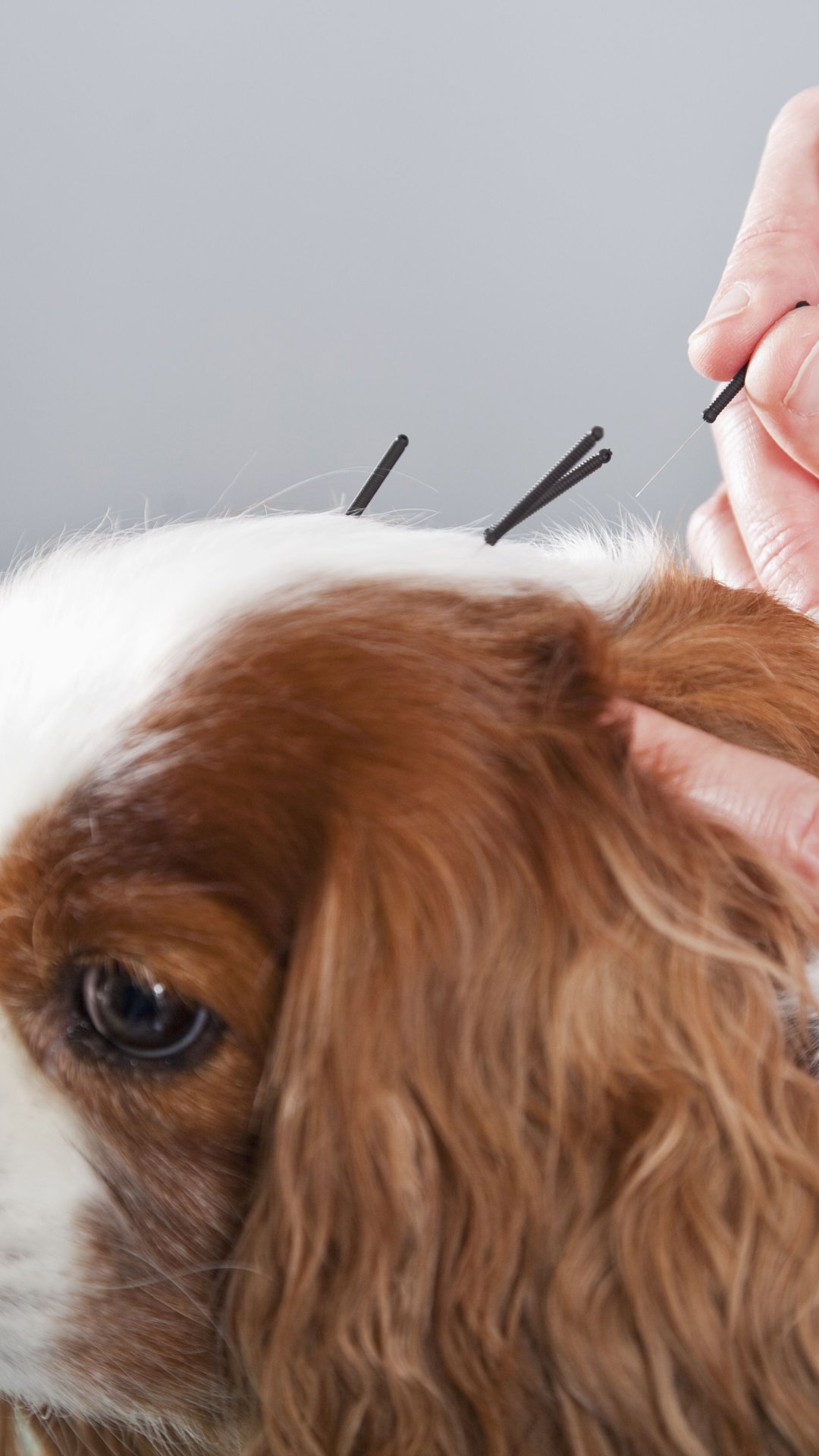 Acupuntura para pets: entenda como o tratamento pode ajudar