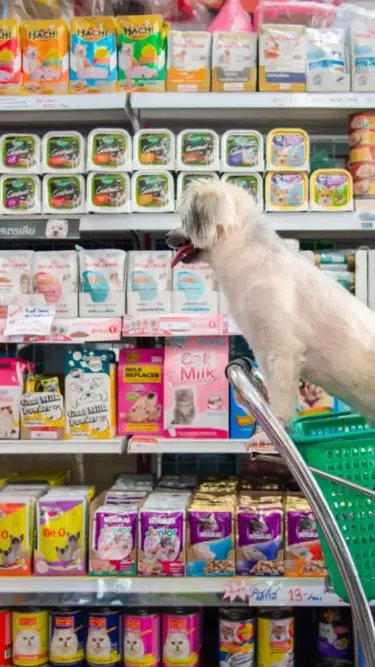 Setor acende alerta para alta da inadimplência no mercado pet