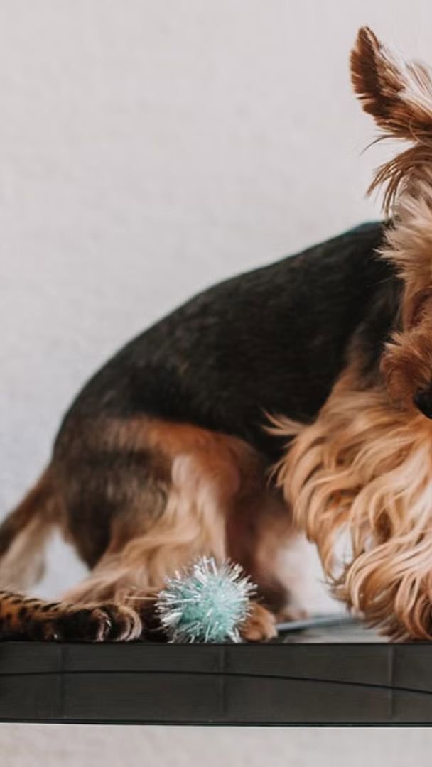 Por que seu pet esconde comida e brinquedos pela casa? Entenda o comportamento