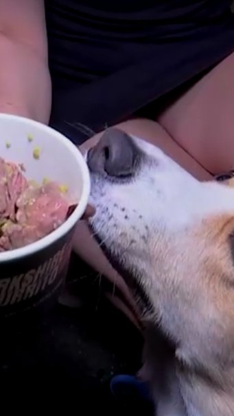 Pizza e cerveja para cachorro? Conheça o mercado de rua que virou febre em Londres