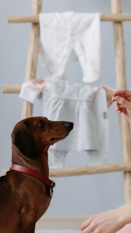 Dia das Mães: afinal, mãe de pet é mãe ou não?