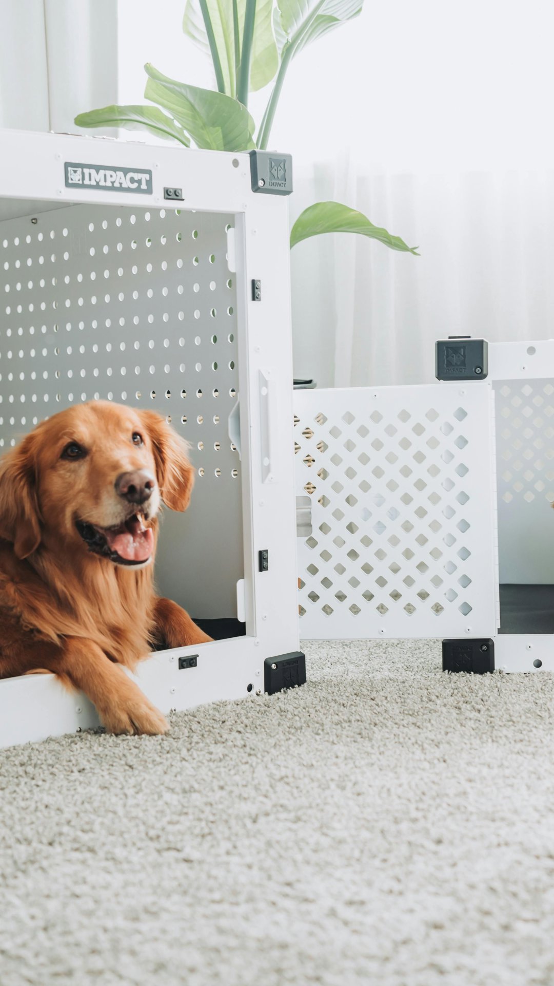 Conheça as plantas domésticas que podem intoxicar cães e gatos