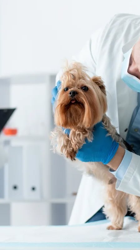 MSD Saúde Animal alerta sobre parasitas e apresenta produtos exclusivos