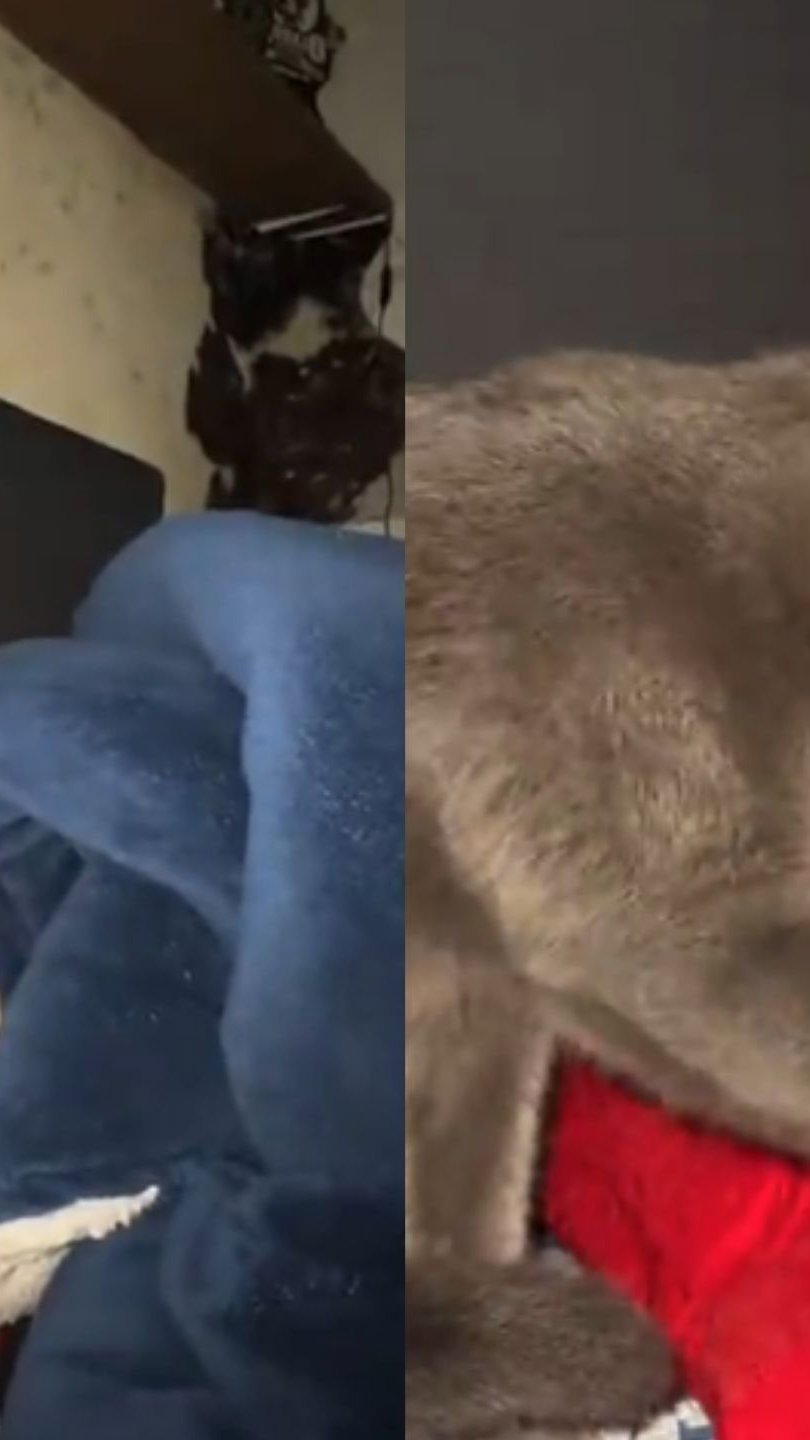 Gato pede licença para entrar debaixo da coberta da dona com "patadinhas"; veja vídeo