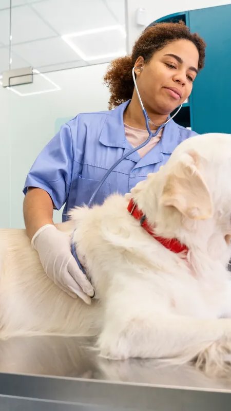 Prefeitura abre credenciamento para clínicas veterinárias