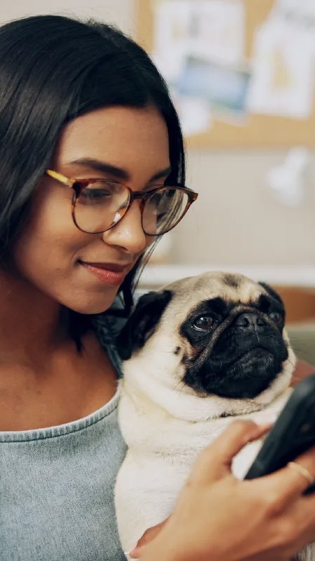 iFood revela quais são os produtos mais comprados por tutores de cães