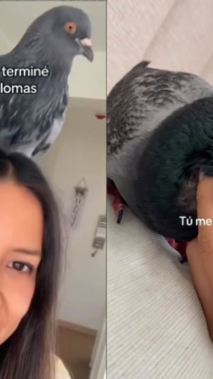 Mulher adota pombo como pet e transforma convivência em missão para mudar a visão sobre a espécie