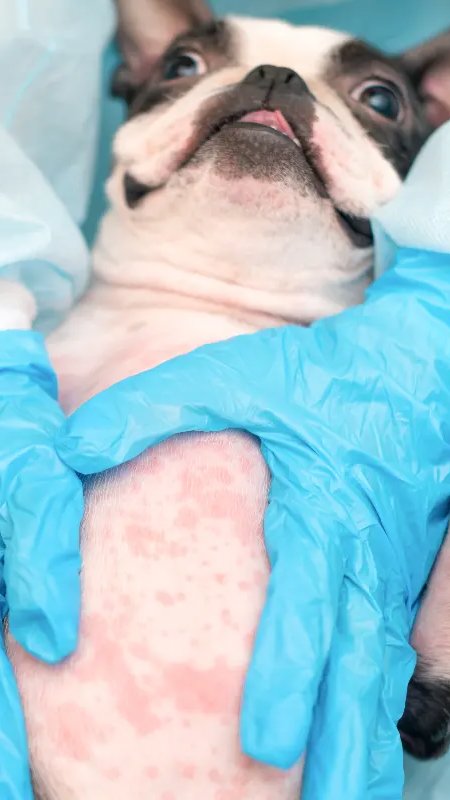 Estudo revela que quatro a cada dez cães com doenças alérgicas têm qualidade de vida afetada