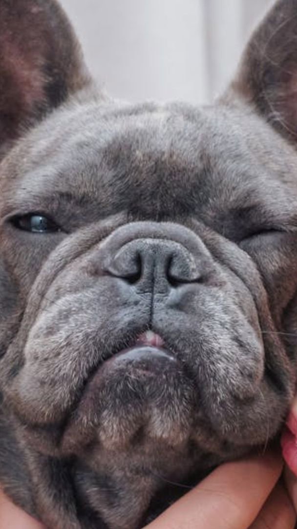 Entenda novas regras para guarda compartilhada de pets em caso de divórcio