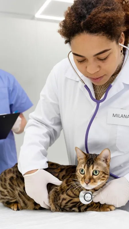 Brasil ultrapassa 217 mil veterinários em exercício