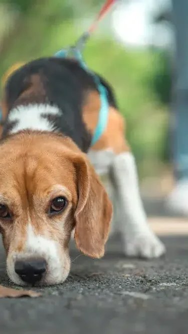Selo Condomínio Amigo dos Animais pode transformar condomínios em petfriendly no RJ