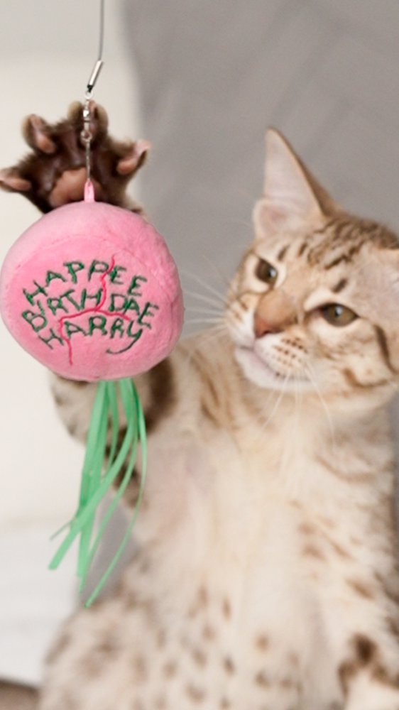 Pets ganham brinquedos interativos inspirados em "Harry Potter"